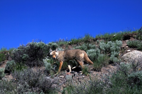 Coyote_in_Yellowstone_national_park